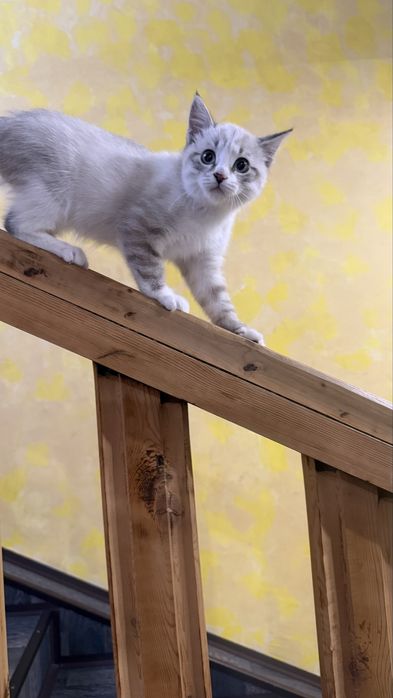 Отдам катенка  вдобрые руки