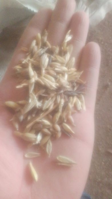 Отруби Зерноотходы Сечка колоски полова