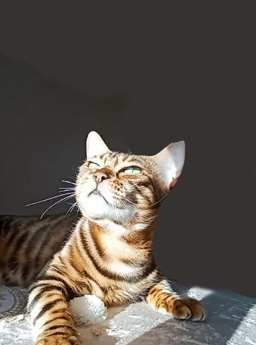 Бенгальская кошка