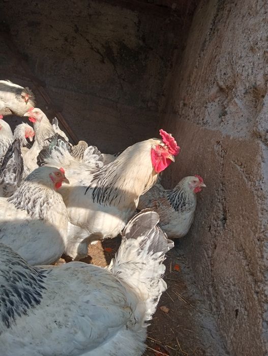 Цыплята брама и Адлер