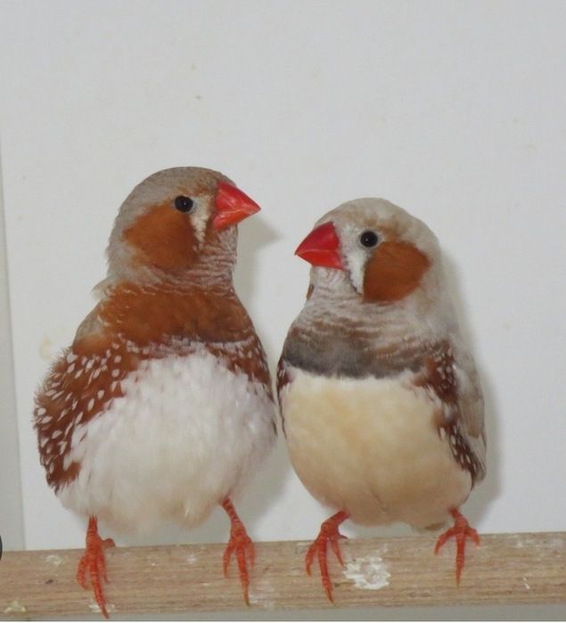 Амадины чернощекие зебровые