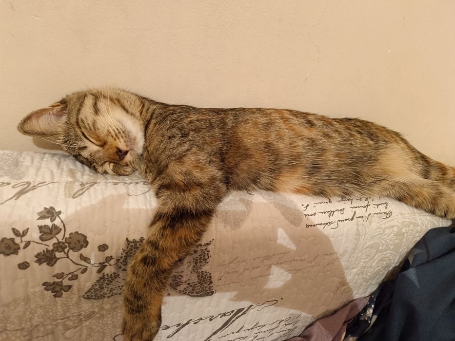 Отдам кошку в добрые руки