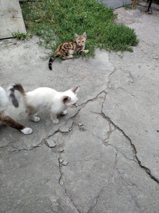 Отдам даром замечательных котят