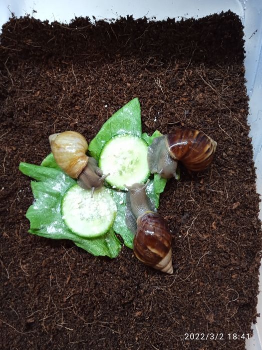 Улитки ахатины африканские