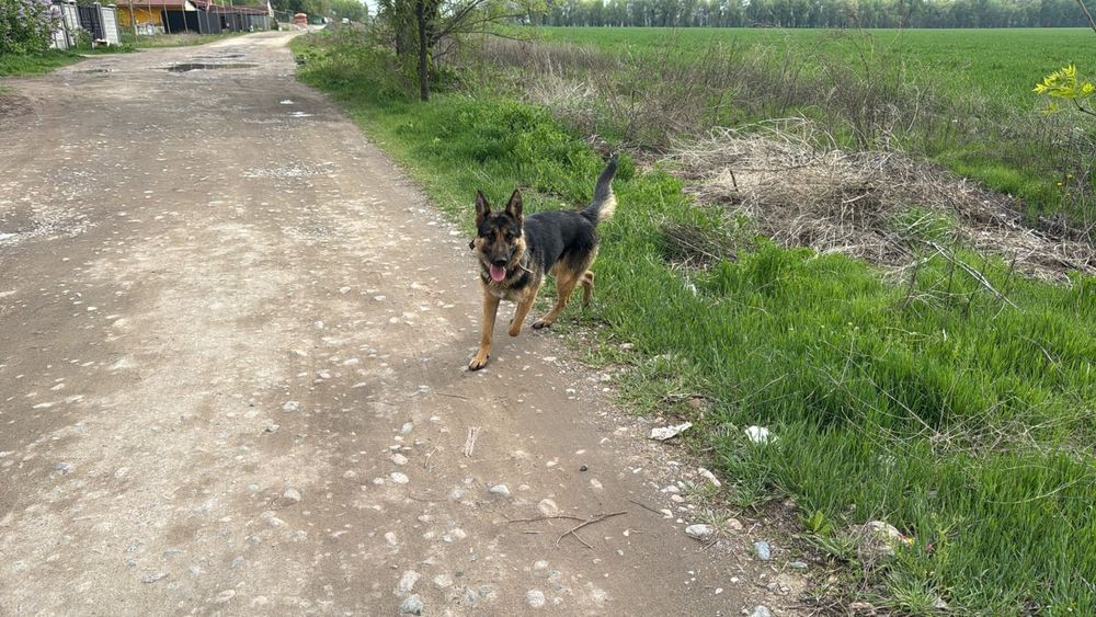 Немецкий овчарка