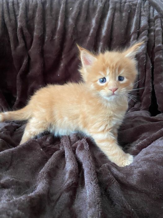 котята мейн куны от 120 000