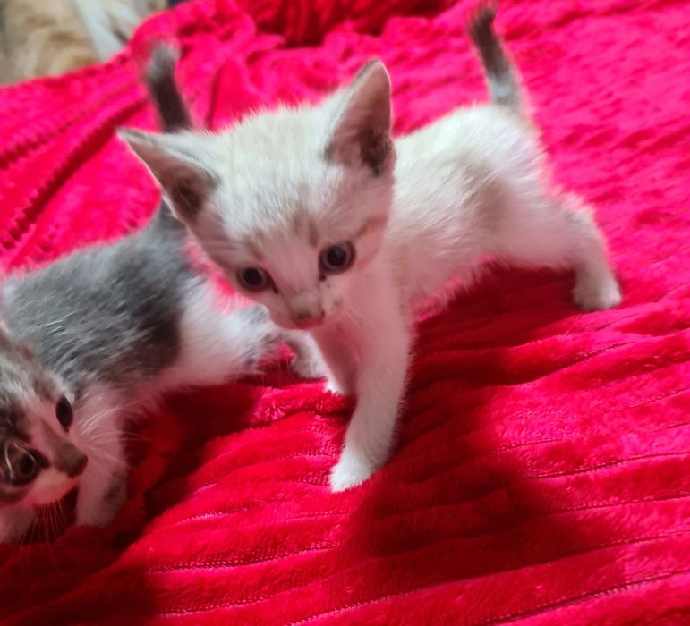 Отдам котят 2 месяца