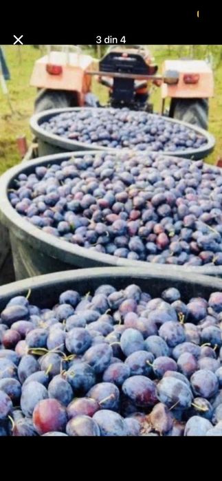 Vand prune pentru tuica si pălinca