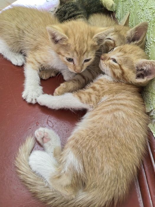 Котята бесплатно