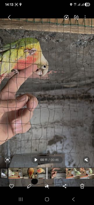 Aleksandra va prirura sotiladi ruchnoy