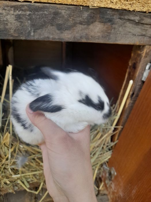 Красивые крольчата