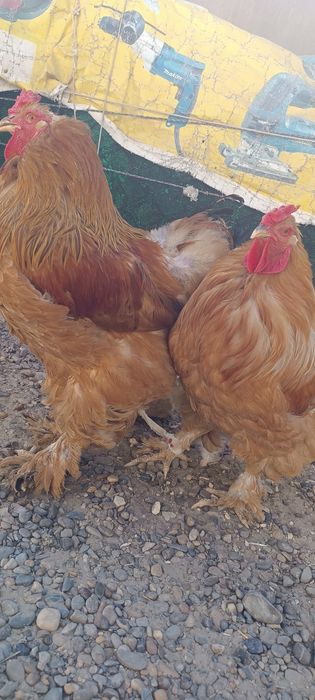 Брама хурозлар 2та