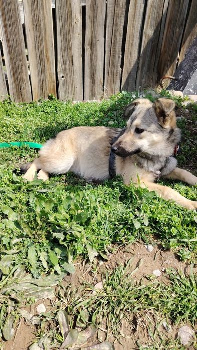 Здоровые  собачата ждут своих хозяев