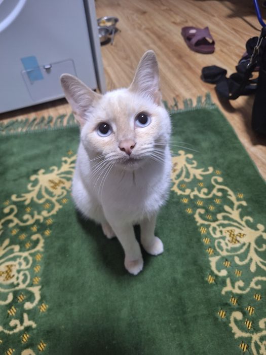 Отдаются кота даром