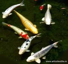 Crapi koi.           .