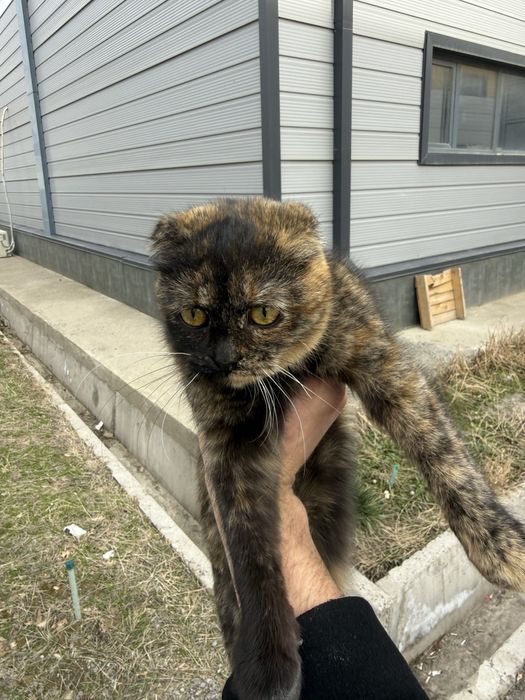 Даром вислоухий котенок