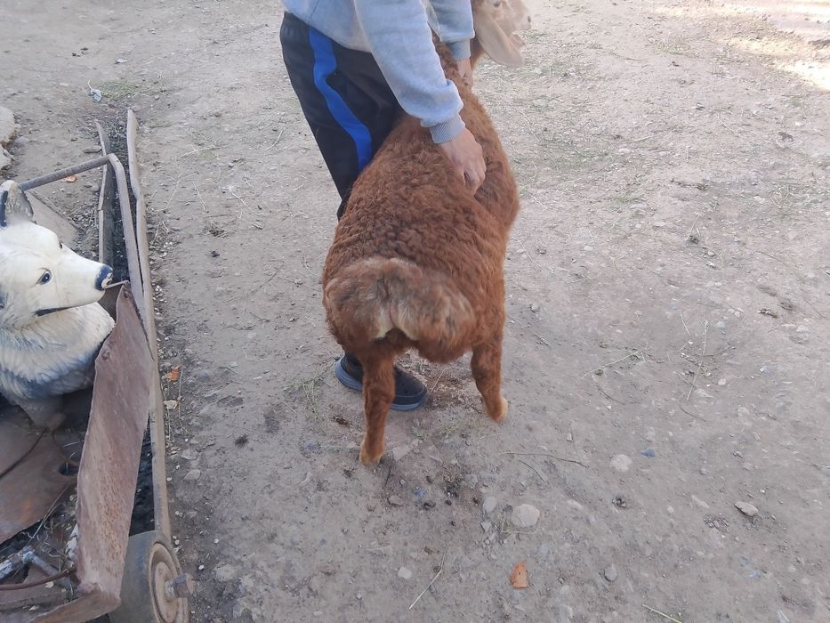 Продам кочрака срочно