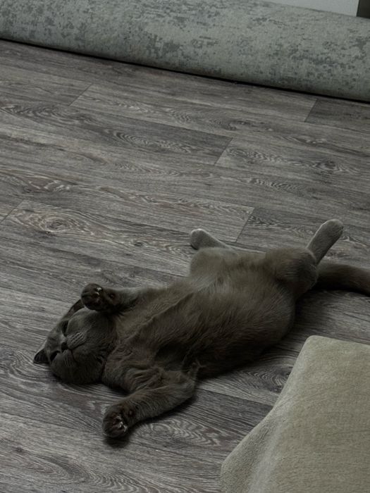 Ищу кошку для вязки с котом