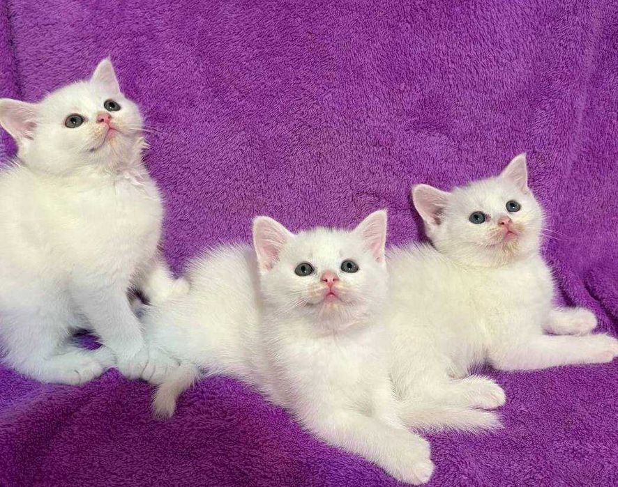 Шотландские плюшевые котята