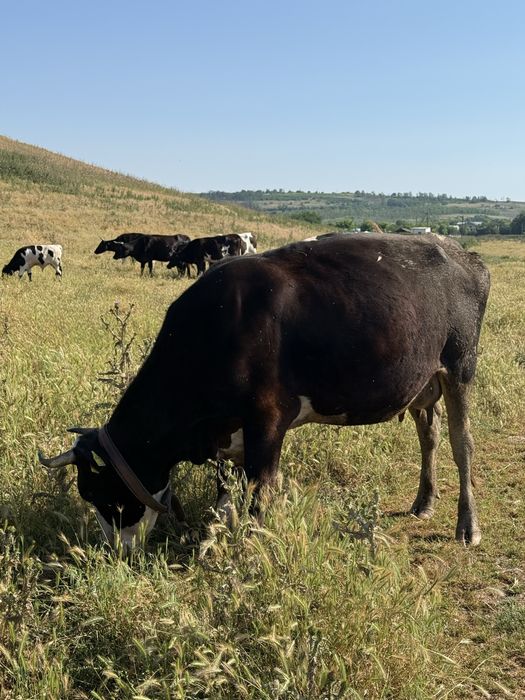 Vând vacă,mesaj in privat pentru mai multe detalii