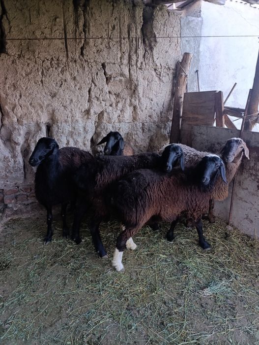 Бугоз Куйлар сотилади тухлилар