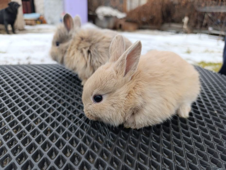 Продам декоративных кроликов