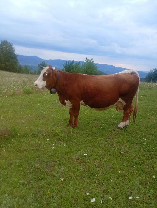 Vacă de vânzare cu vitea de 2 săptămâni