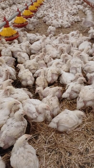 Pui alb de carne și rasă mixtă