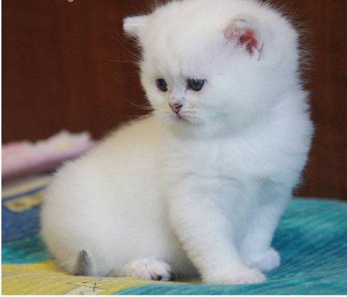 Britan mushukchalar sotuvda