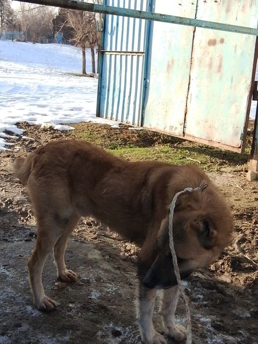 Алабаи көшік мықты