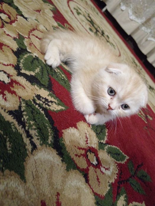 Котята Скоттиш Фолд ( Skotish Fold mushuk) Кошка