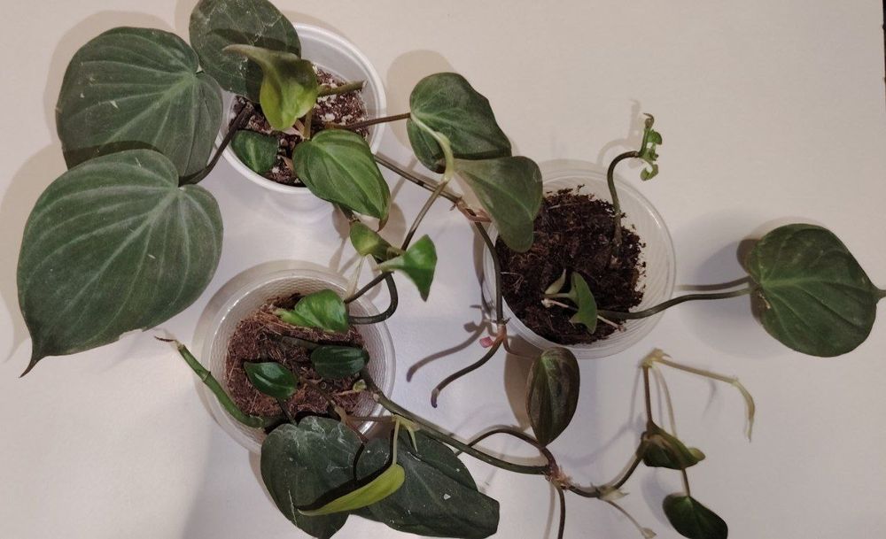 Филадендрон Миканс