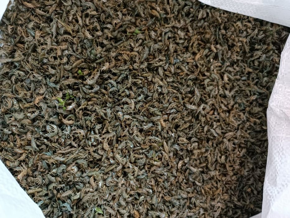 Мотыль мормыш опарыш