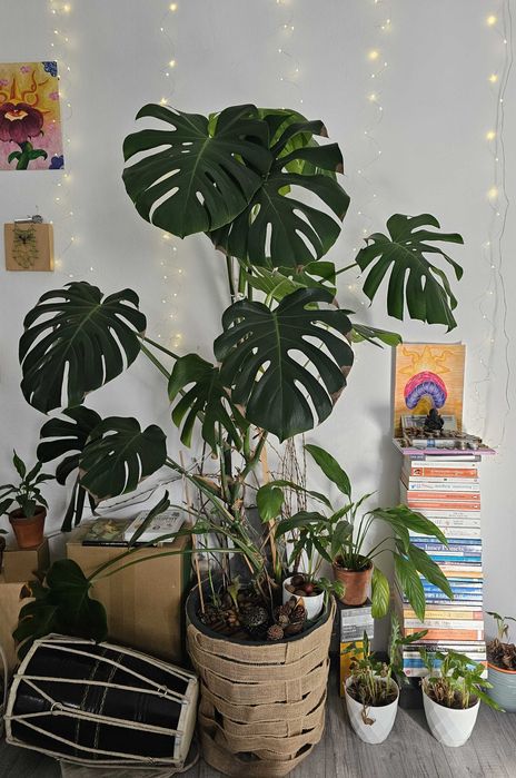 Monstera Deliciosa Uriașă (Matură) + Ghiveci Decorativ + Plante Bonus (Brașov / Sf. Gheorghe)