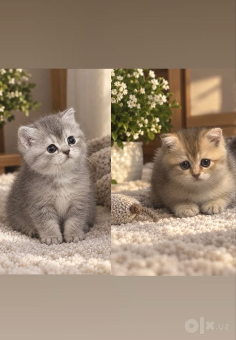 Шотландский мушук