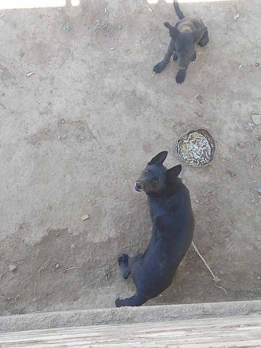 Офчарка сатылады қойға жақсы