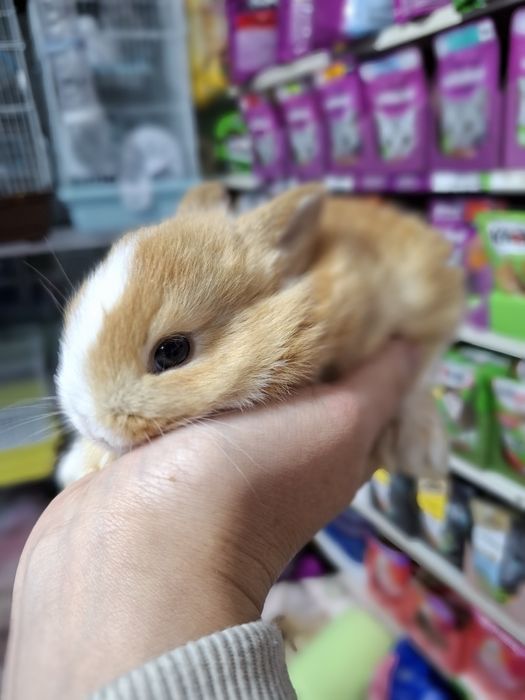 Карликовые кролики