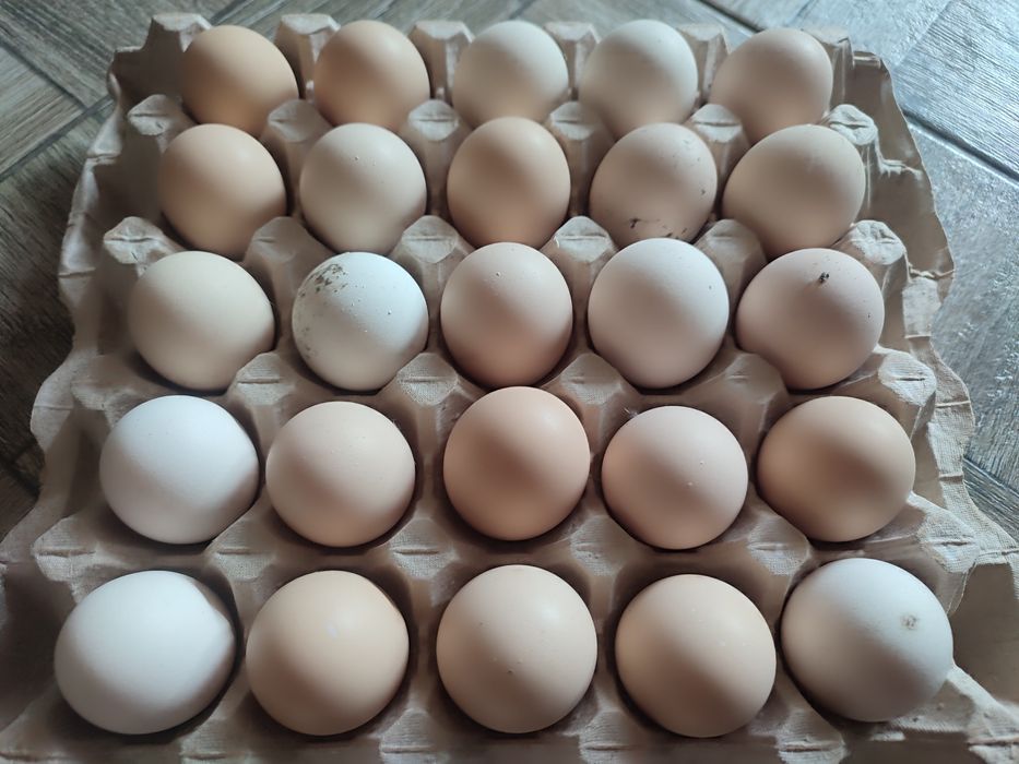 куриные инкубационные яйца