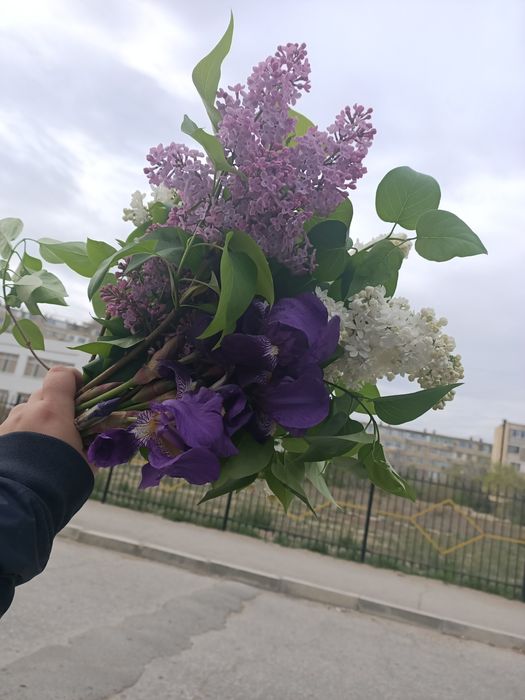 Сирень срез, букеты