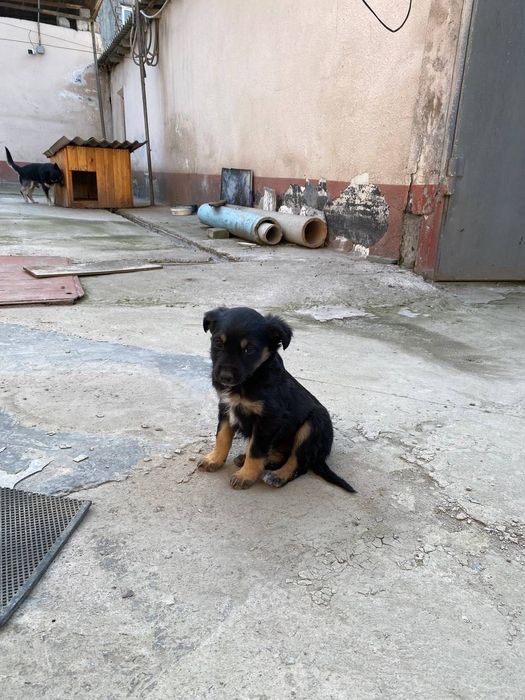 Пристраиваются щенки дворняжки