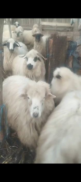 Vând oi tinere țurcane