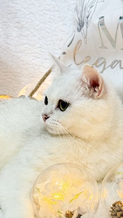 Шикарная британка