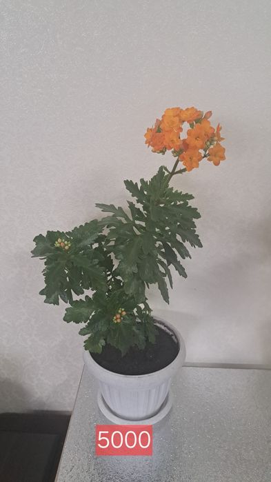 Комнатные растения