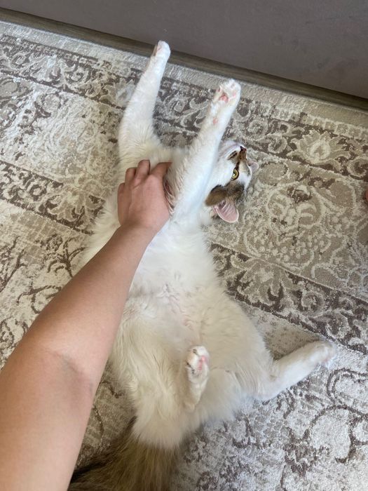 Отдам кота даром