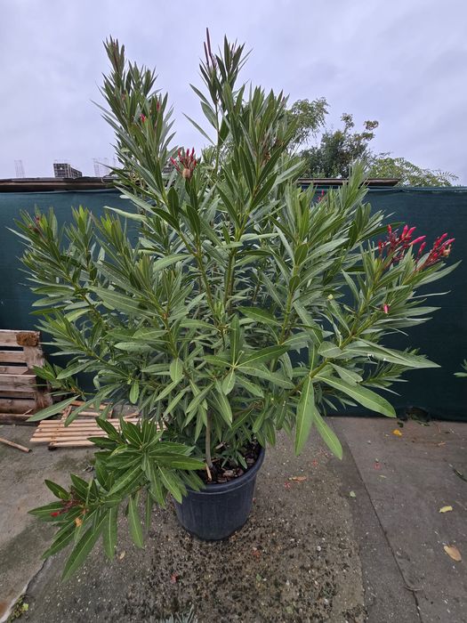 Leandru inălțime 270 cm