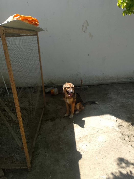 Алабай боласи сотилади.