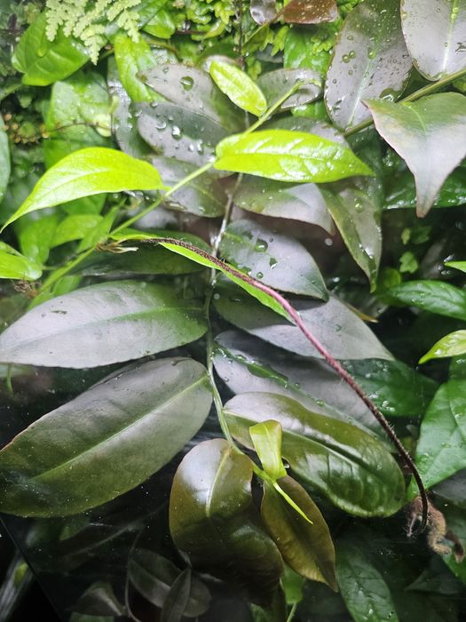 Паллюдариум, флорариум