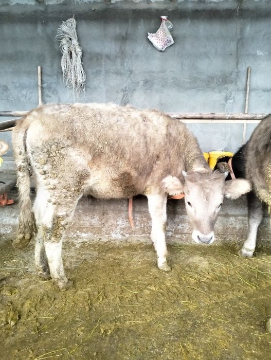 Урқашы тайынша сатылады 4 бас