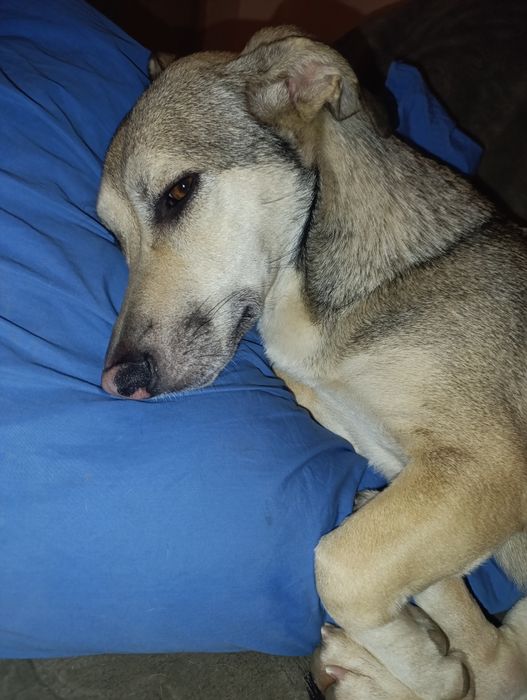 Cățelușa talie mica metis spre adopție