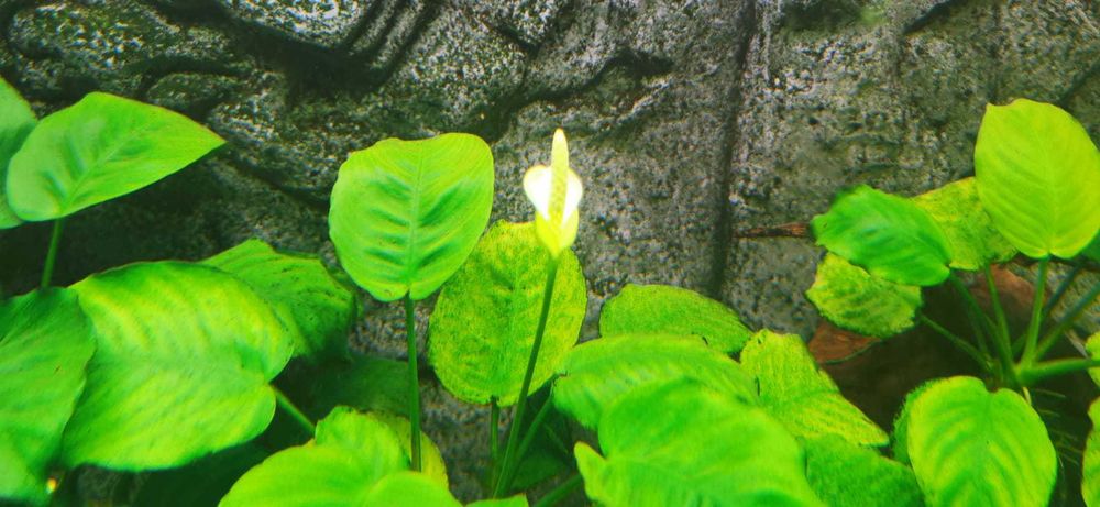 Acvariu AluDekor 120 oval / Background 3D / sistem CO2